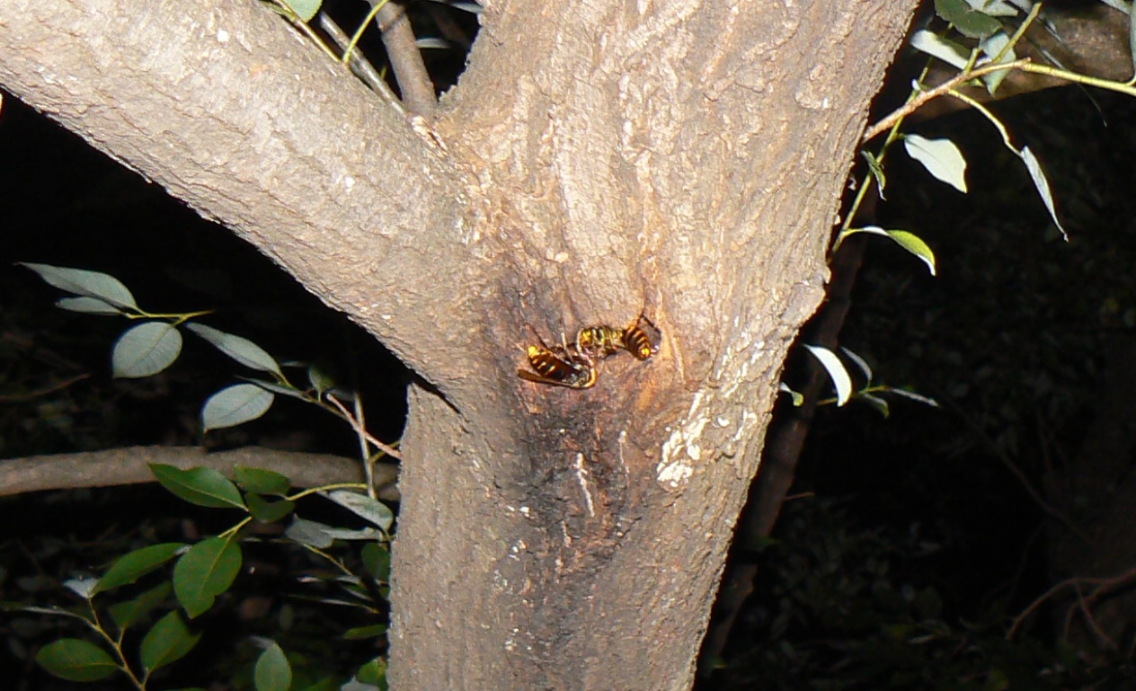やなぎの枝先_枝先から3m下の幹の洞近くに居たモンスズメバチ_2020年10月21日18時20分_気温14度