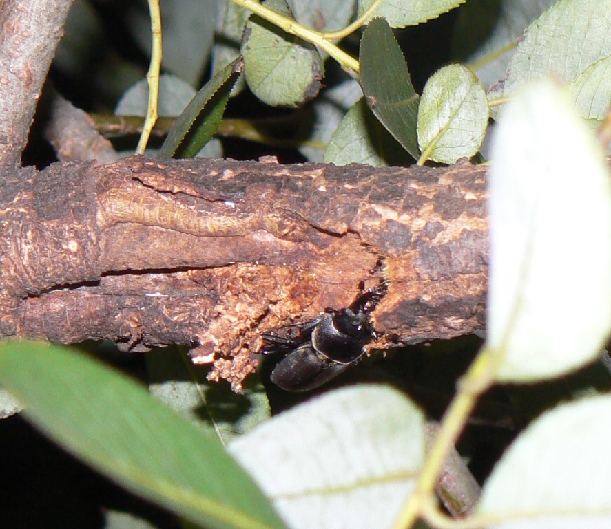 やなぎの枝先_樹皮下に半分隠れたコクワガタの雄_2020年10月13日19時5分