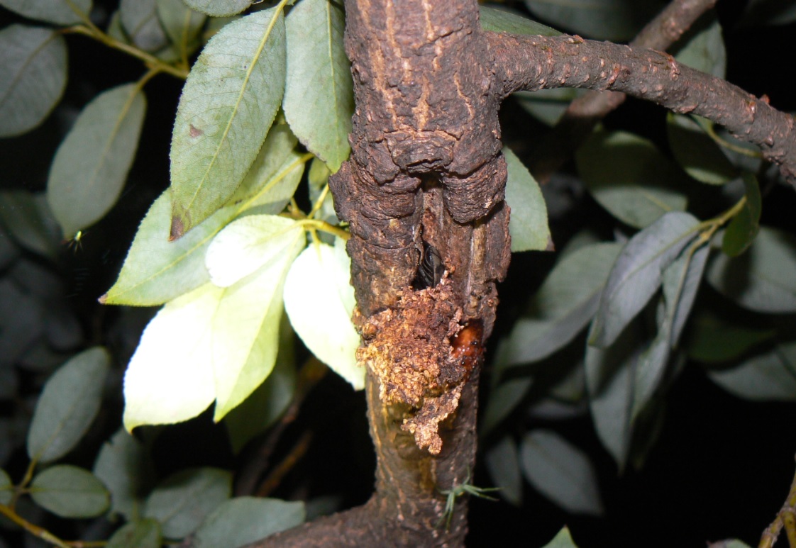 やなぎの枝先_洞に潜るコクワガタ_200928_18-50