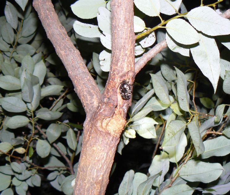 やなぎの枝先_真昼から日暮れまでずっといるシラホシハナムグリ_201006_18-40