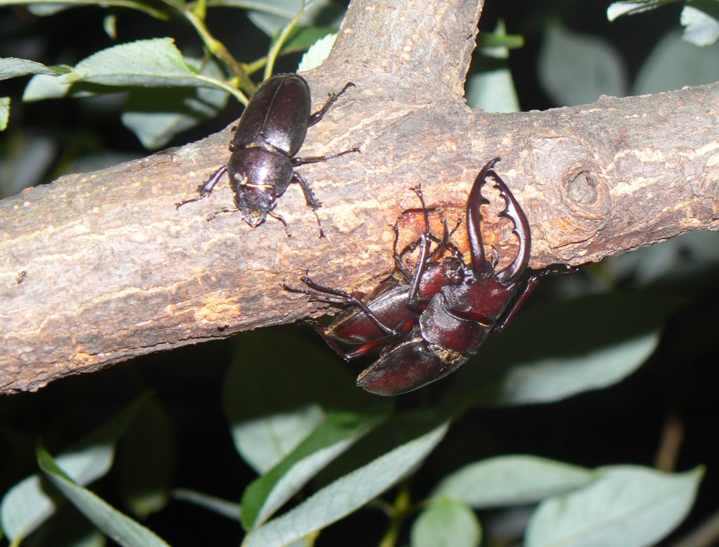 やなぎの枝先_群がるノコギリクワガタ_2020年7月21日19時20分