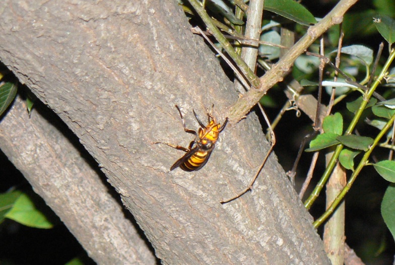 やなぎの枝先_足の手入れをし余裕を見せるオオスズメバチ_200930_18-20