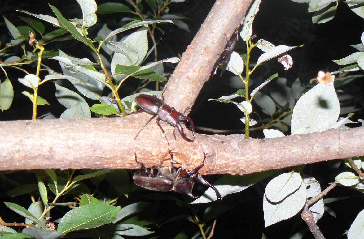 やなぎの枝先のカブト虫、ノコギリクワガタ、コクワガタ_200807