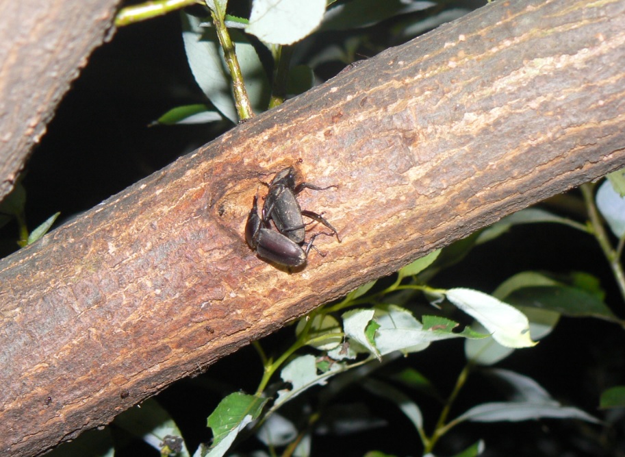 やなぎの枝先のコクワガタのペア_200807