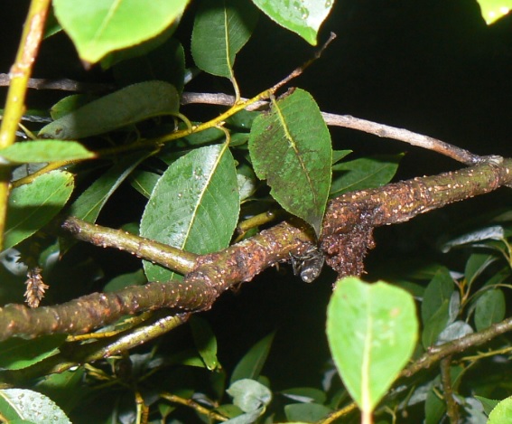 やなぎの枝先のシラホシハナムグリ_200902