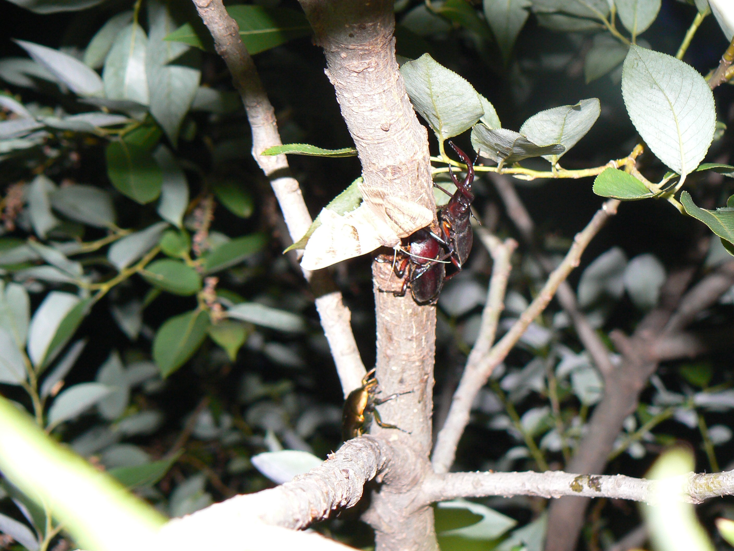 やなぎの枝先のノコギリクワガタ_2007191710