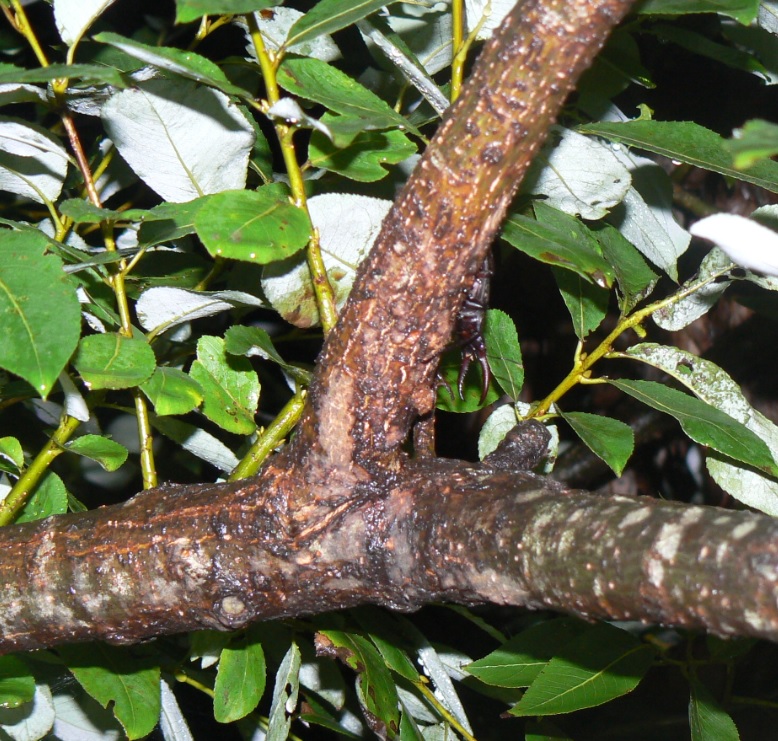 やなぎの枝先のノコギリクワガタ_200902