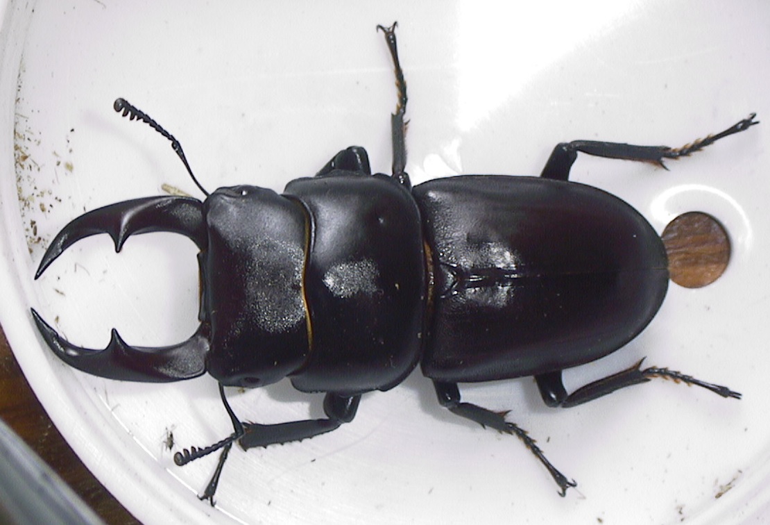 アーカイブ2002年6月_チュウクワガタ（オオコクワガタ）♂全容_2021年8月6日記