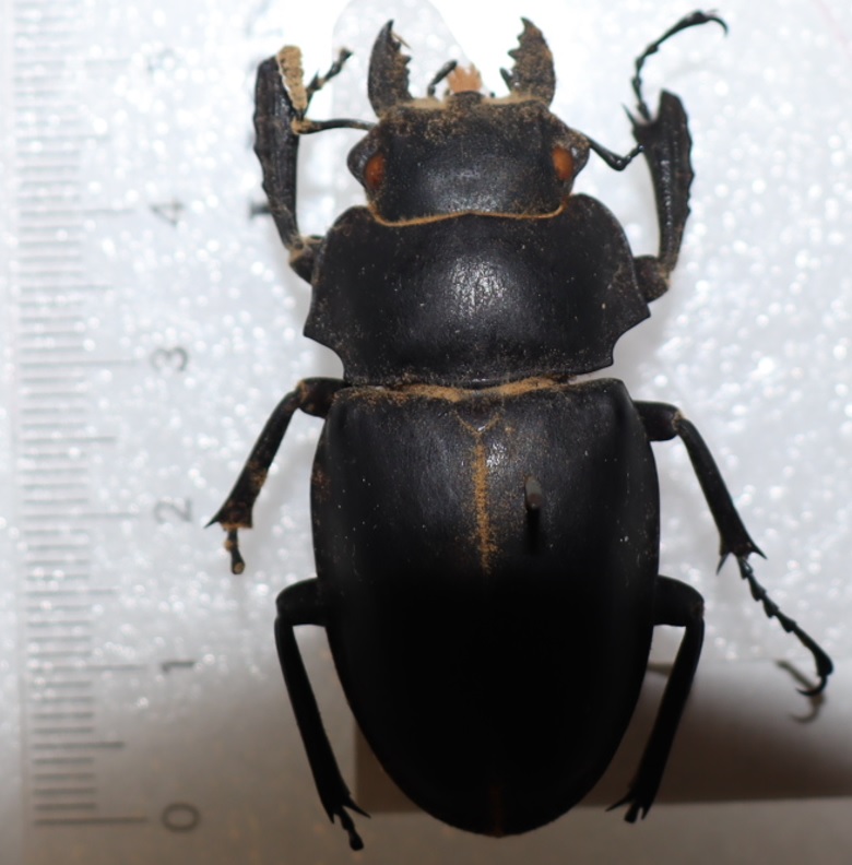 アーカイブ_体長５２ｍｍのノコギリクワガタ♀_1978年7月東京都稲城市で採取_2021年8月7日構成