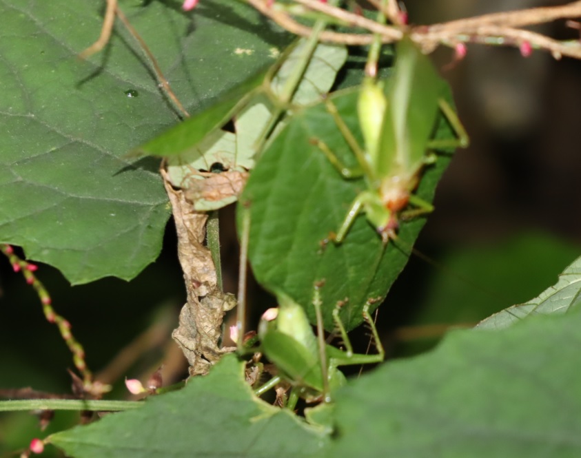 ウマオイのラブシーン（♂1匹目、♀-3匹目）_クツワムシの森_2022年9月8日20時10分頃気温26度
