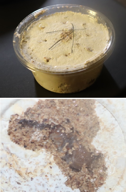 オオクワガタWF1幼虫の英才飼育（ヒラタケ錦糸カップ）_2021年9月2日