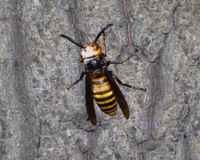 オオスズメバチ-カシナガの粉体を頭に纏う_No.9のクヌギ_中学校裏の林_2022年10月28日19時35分気温15度