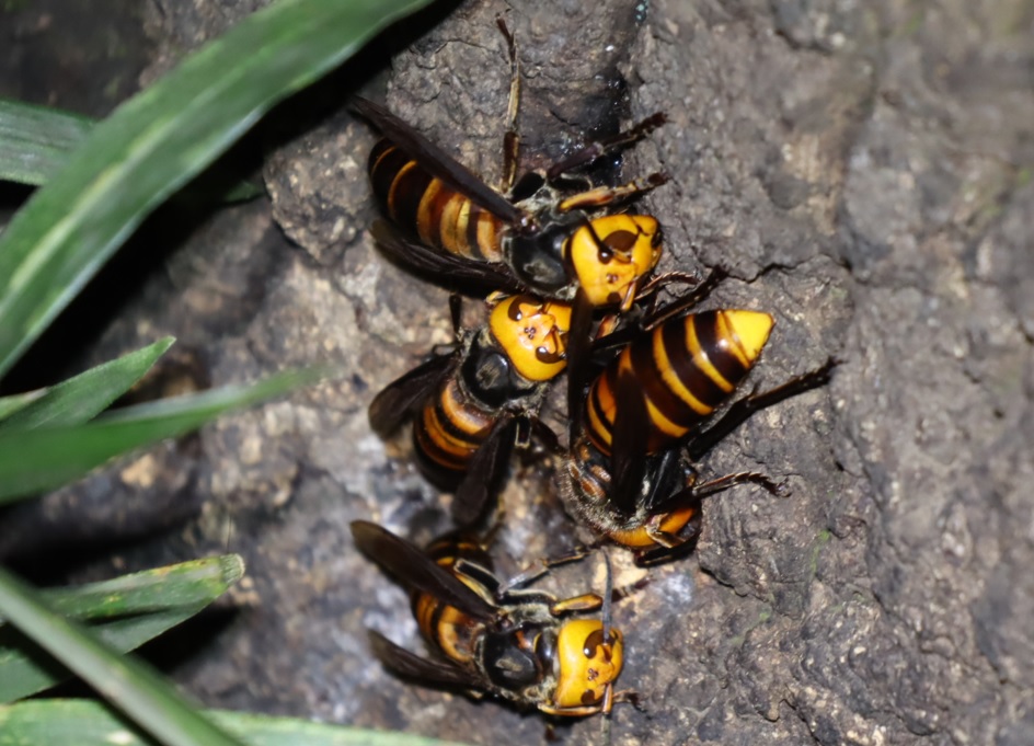 オオスズメバチの群れ_No1のクヌギ根元_中学校裏の林_2022年10月11日19時40分気温22度