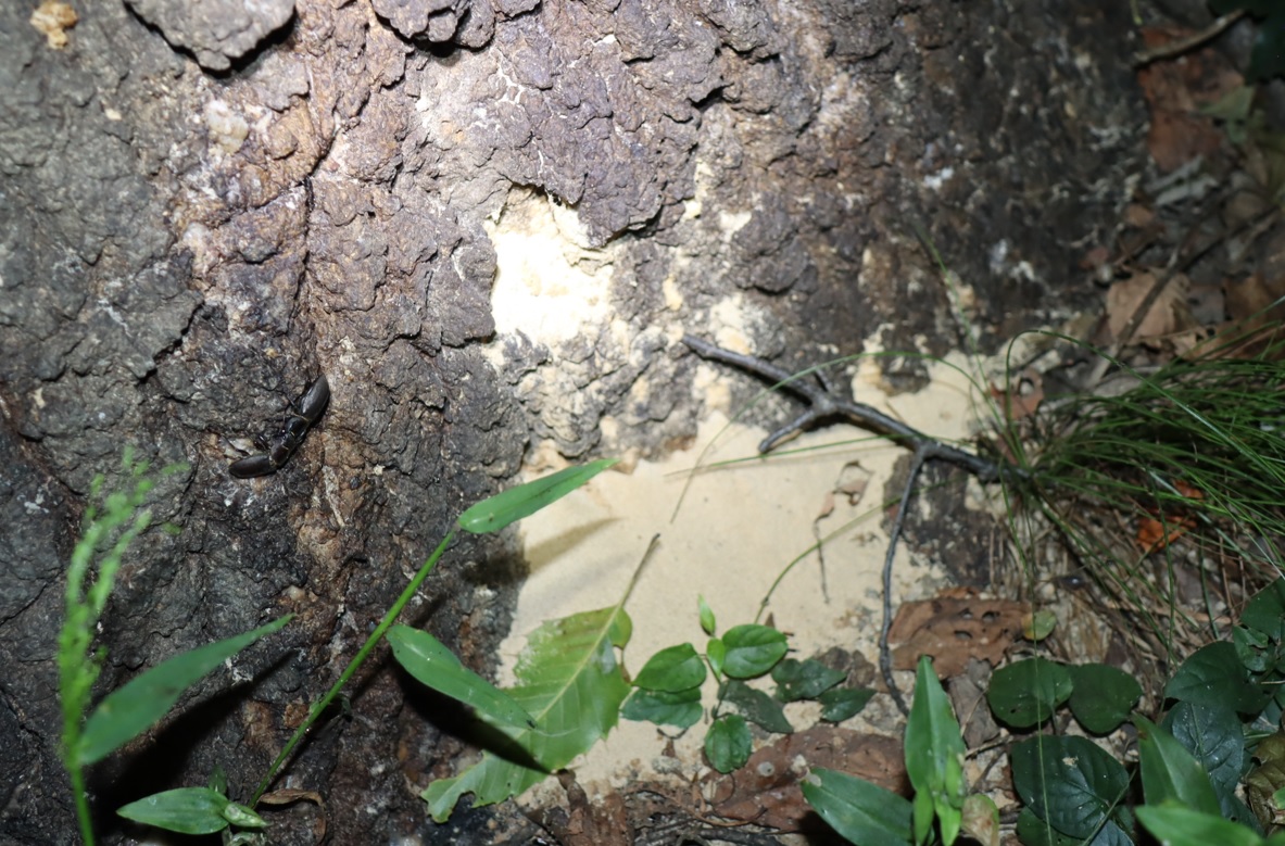 カシノナガキクイムシの排泄物と木屑の混合粉体-No3のクヌギ_中学校裏の林_2022年9月30日20時気温22度