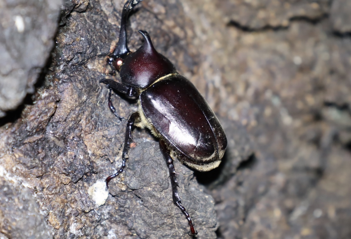 カブトムシ♂-No3のクヌギ_中学校裏の林_2022年9月26日20時20分気温26度