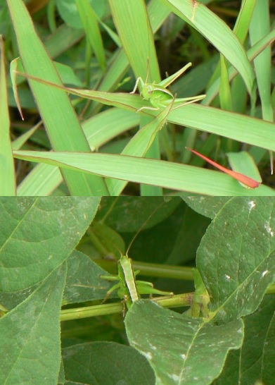 キリギリスの群生地_キリギリスの幼虫達_2021年5月20日13時50分