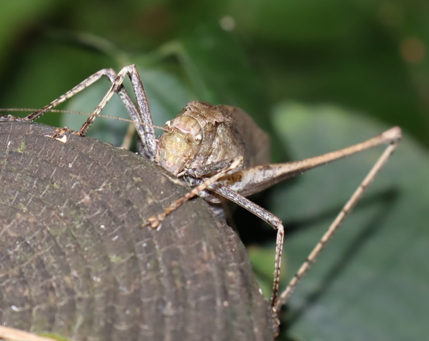 クツワムシ(褐色)♀-木をひたすらかじる(2)_クツワムシのホットスポット_2022年9月30日19時25分頃気温22度