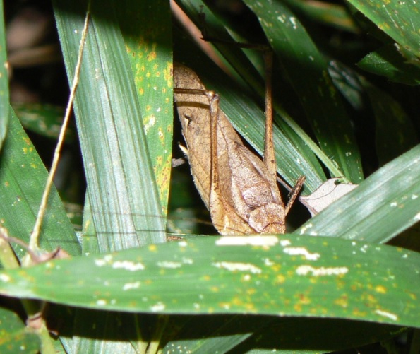 クツワムシが棲む緑地（都外）_鳴き止んだ褐色型のクツワムシ雄_200911