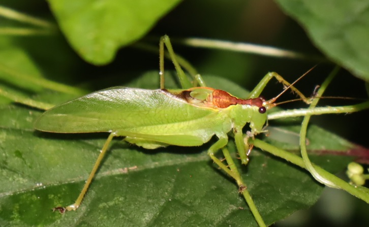 クツワムシの棲む森_ようやくウマオイ♂お目見え_2021年9月15日20時30分頃_気温23度
