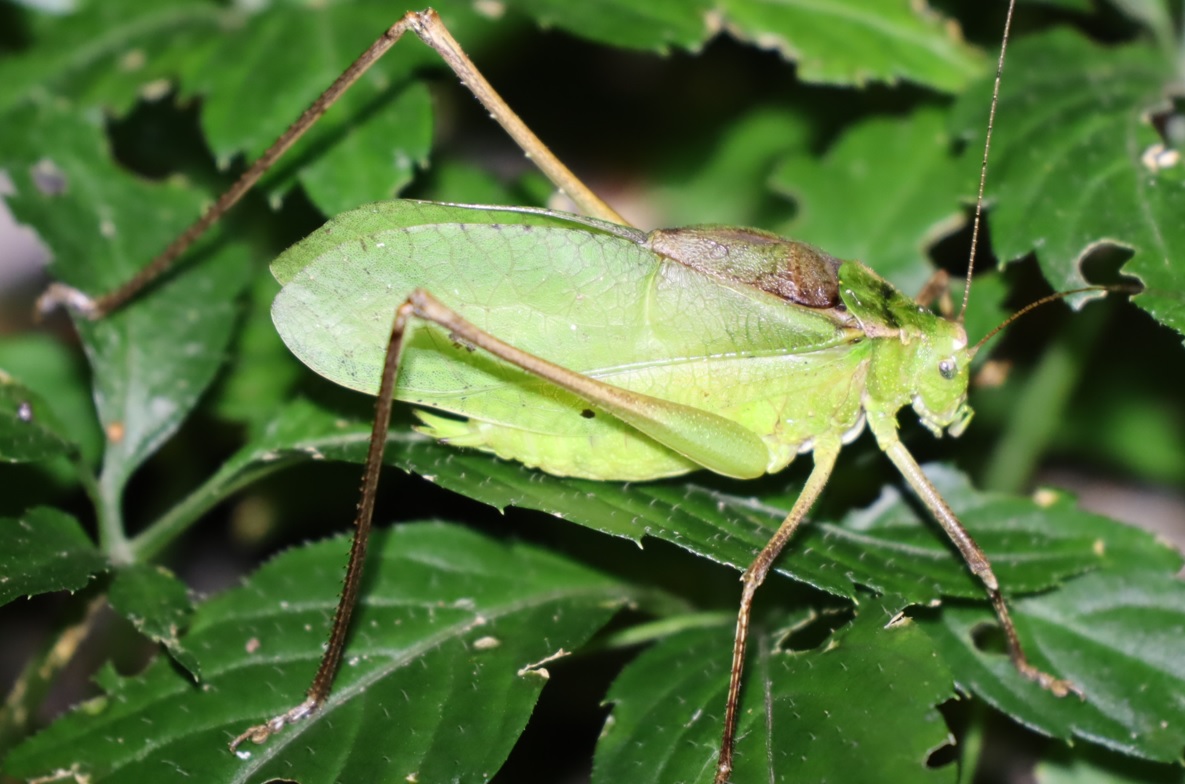 クツワムシ（緑色）♂3匹目_クツワムシの森_2022年8月29日19時15分頃気温25度