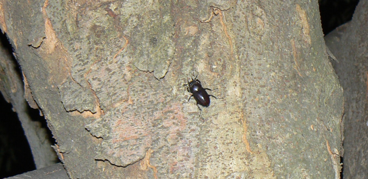 ケヤキ_ノコギリクワガタ1♀_2021年6月28日20時25分頃_気温25度