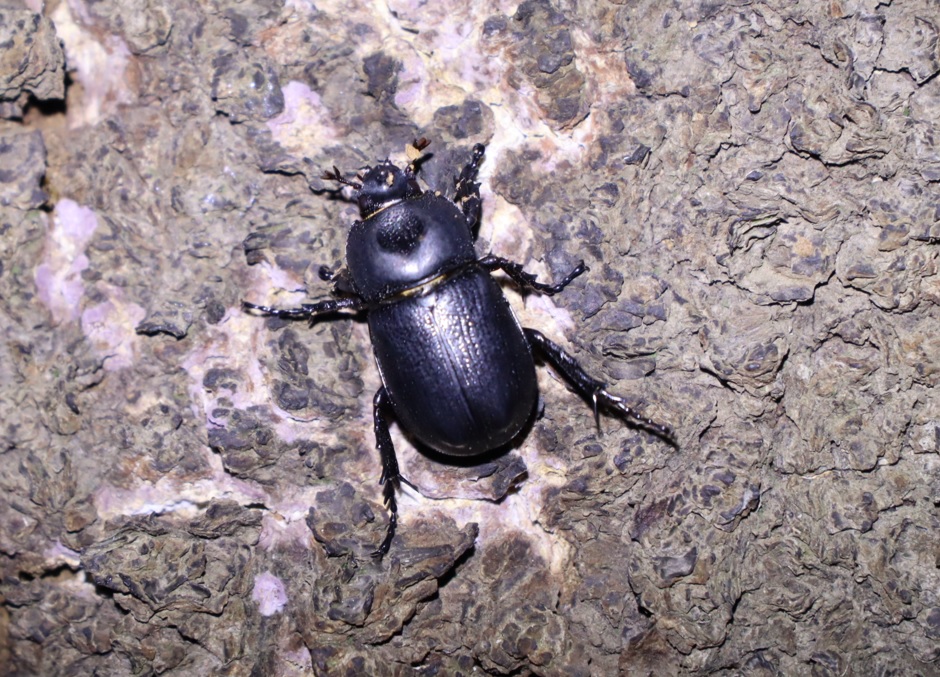 コカブトムシ-エノキ_中学校裏の林_2022年9月16日21時5分頃気温25度