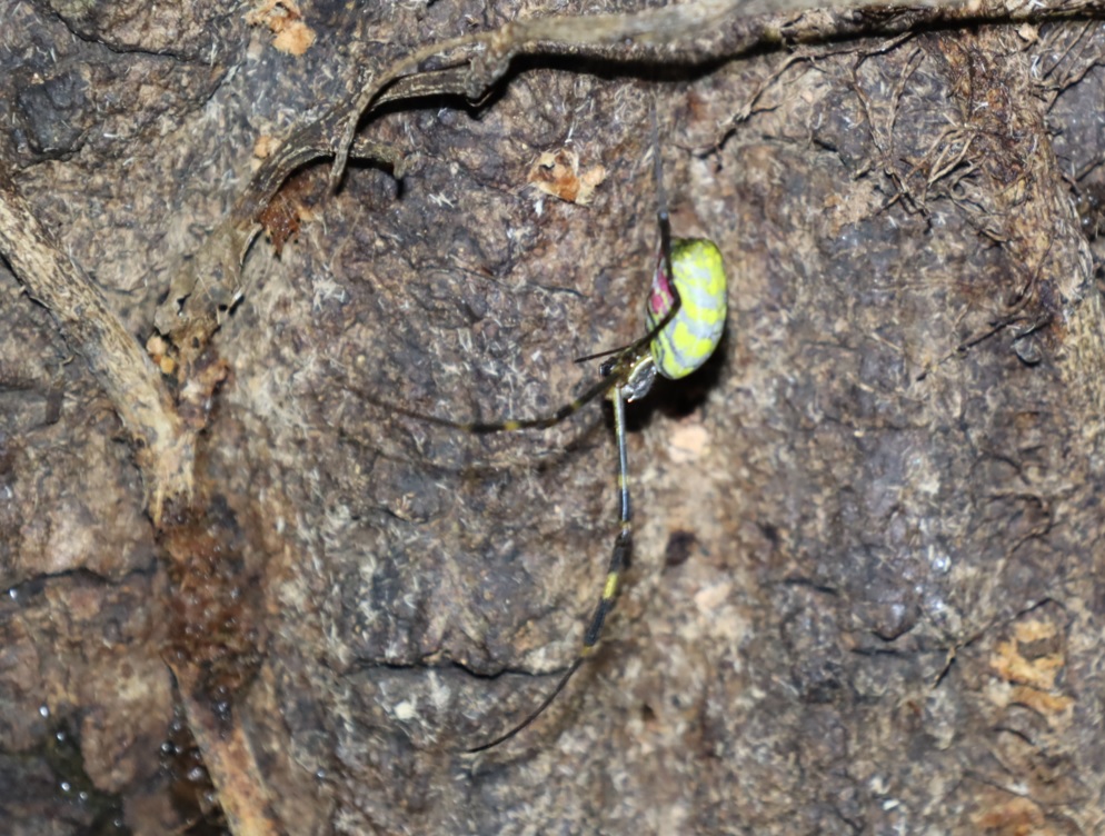 コガネグモ-No.4のクヌギ正面_クワガタ達の（断末魔の）オアシス_2022年11月15日17時30分頃_気温12度