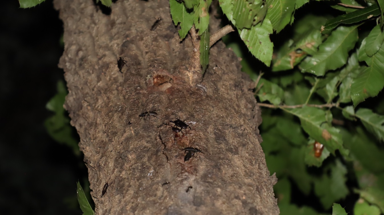 コクワガタ6♂2♂_No1のクヌギ-中学校裏の林_2022年9月5日19時50分気温28度