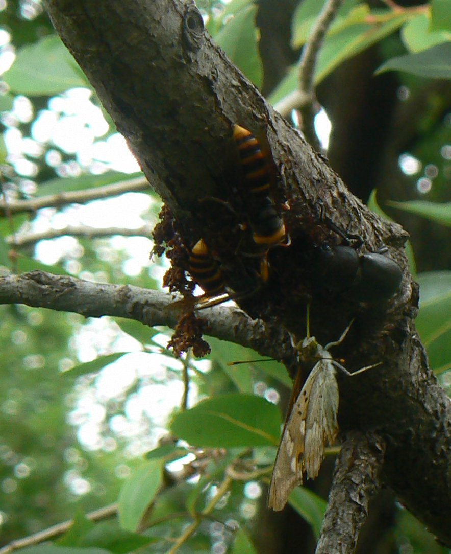 コムラサキ200724