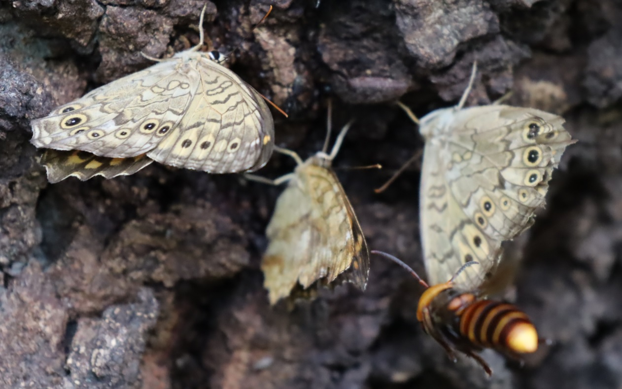 サトキマダラヒカゲの群れにオオスズメバチがスクランブル接近_団地前のクヌギ_2022年8月20日11時15分気温30度