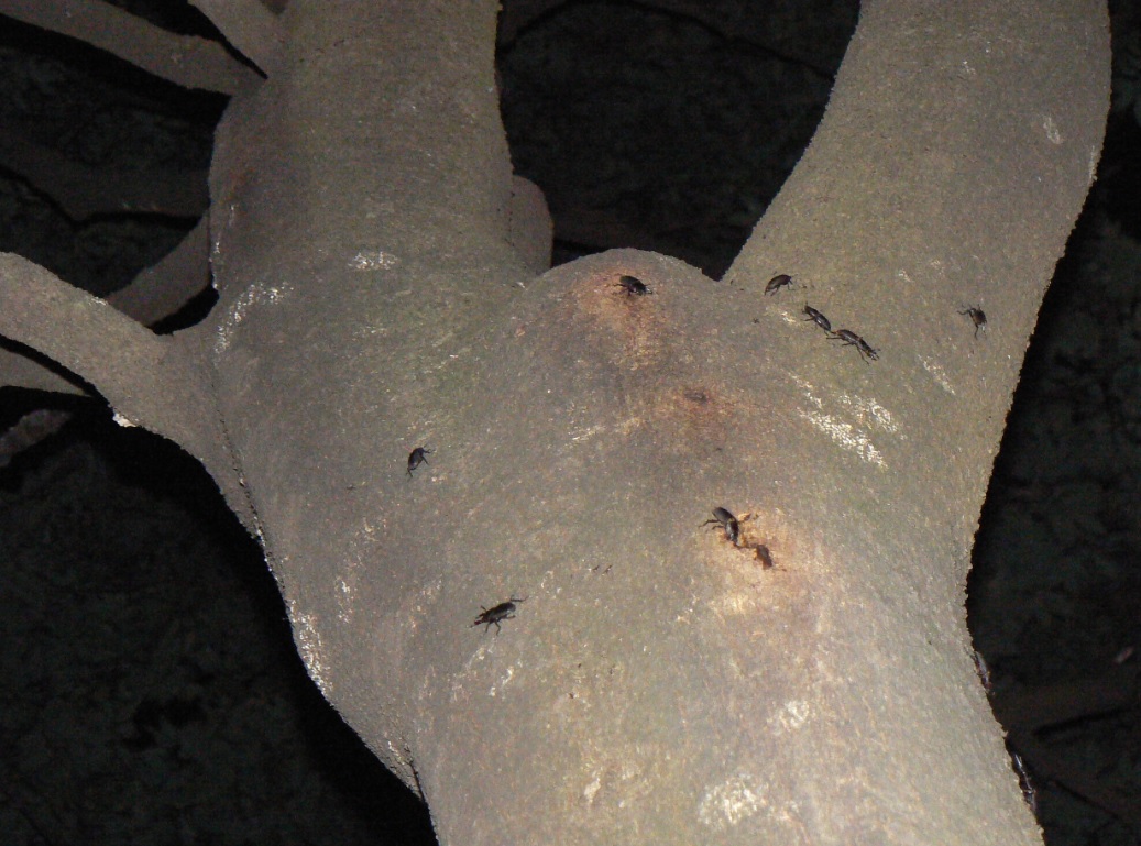 シラカシ_10匹のコクワガタ_200928_18-40