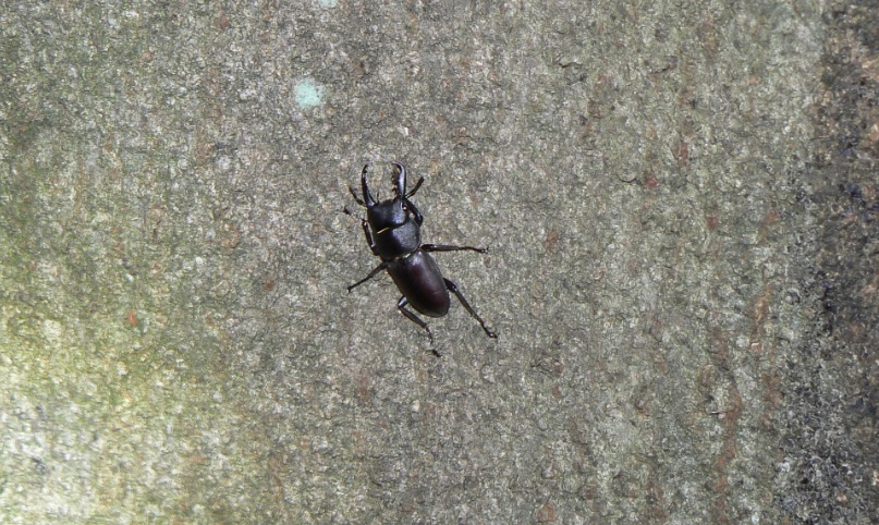 シラカシ_10月でも樹液を出すシラカシで点々と多く見つかるコクワガタ_201001_18-45
