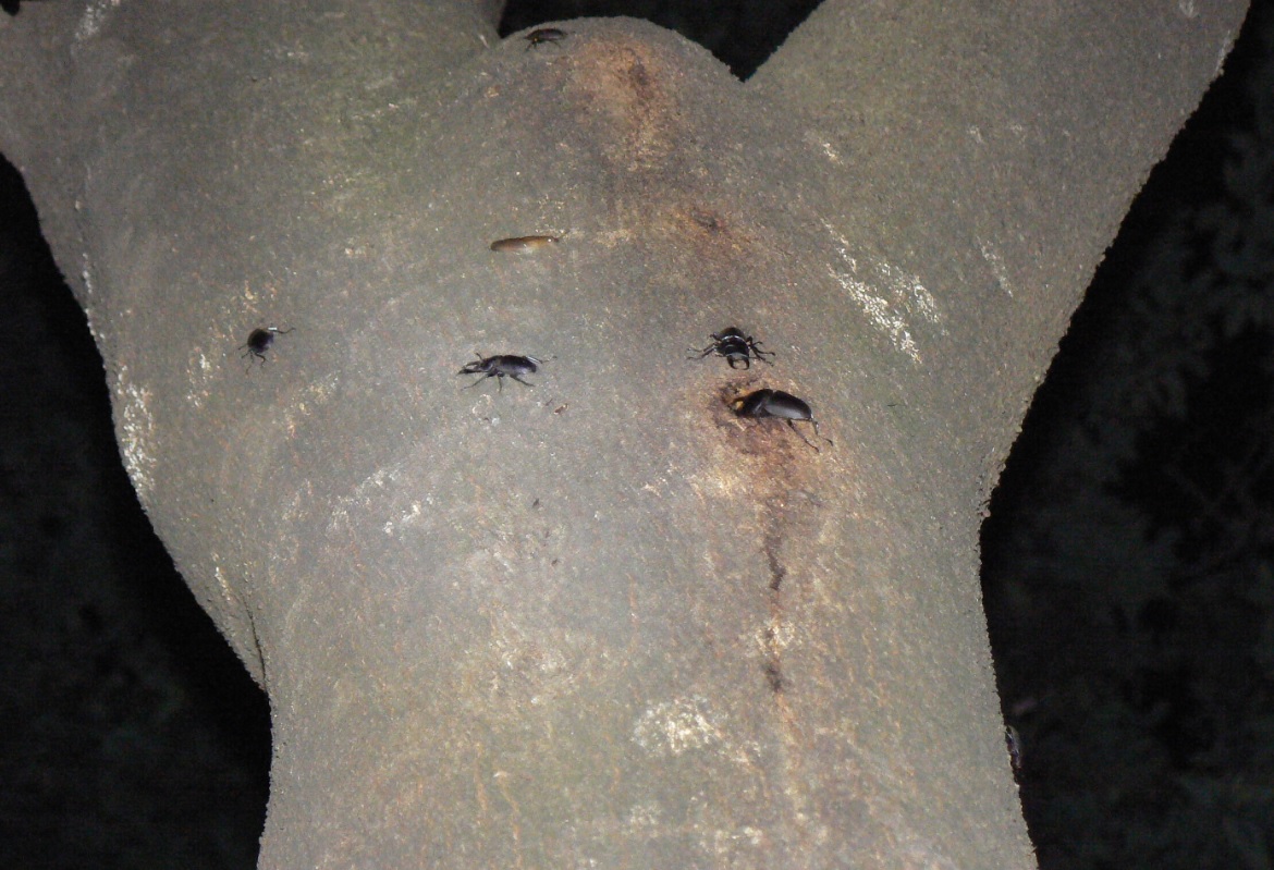 シラカシ_10月でも豊富な樹液に群がるコクワガタ_201001_18-45