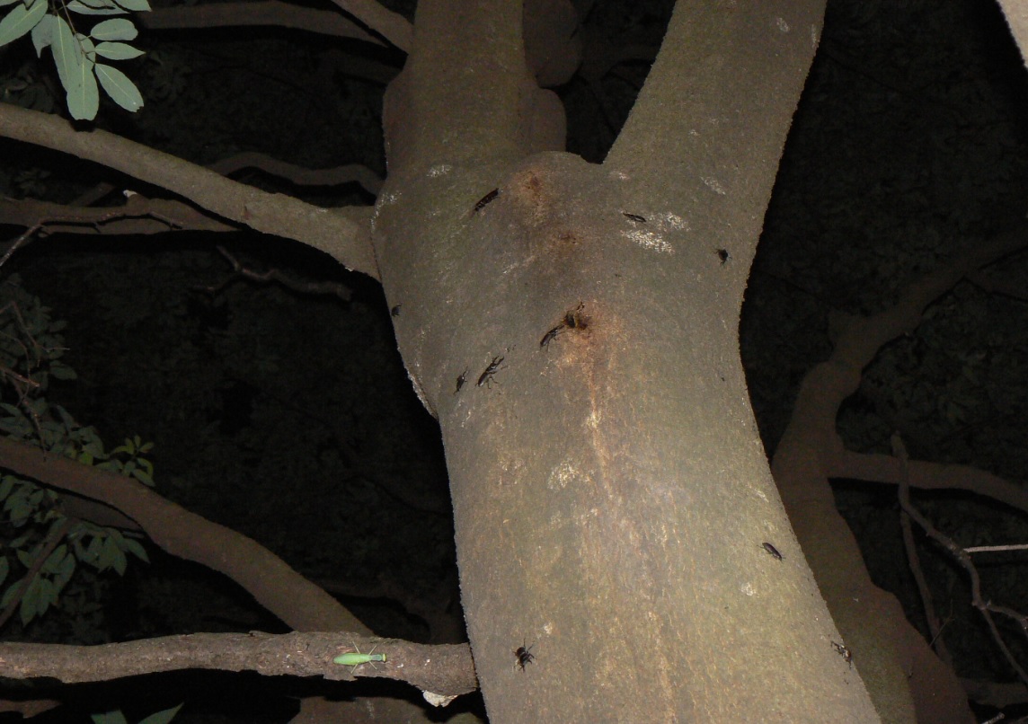 シラカシ_10月の樹液に集まった9匹のコクワガタとハラビロカマキリとシラホシハナムグリとクロゴキブリ_201003_19-00