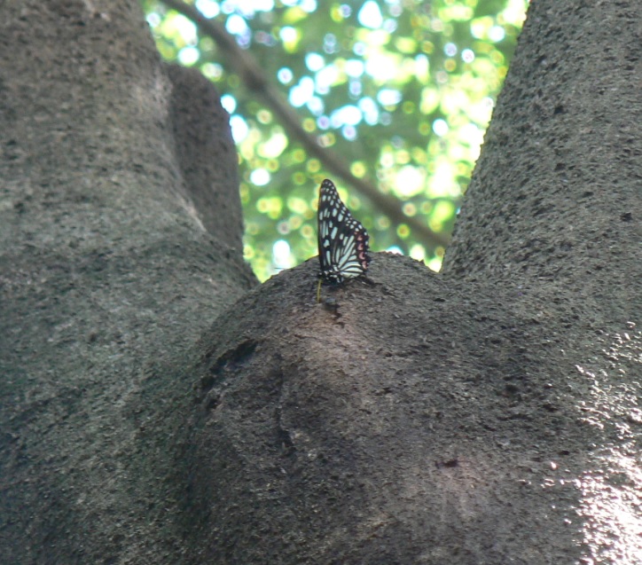 シラカシ_アカボシゴマダラ_200908真昼