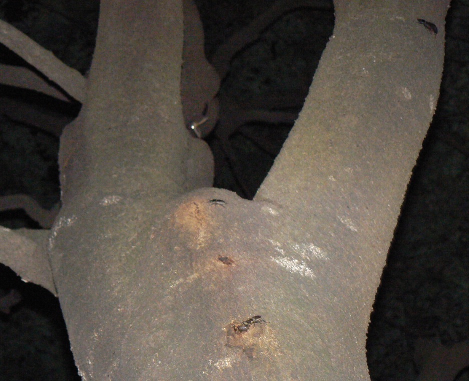 シラカシ_コクワガタの2ペア＋α_200914