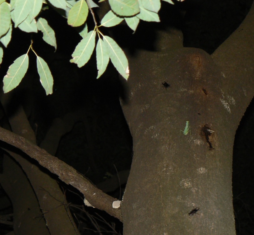 シラカシ_コクワガタの雄とハラビロカマキリ_200917ー19-05