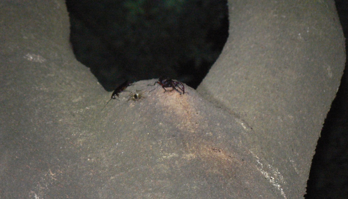 シラカシ_ノコギリクワガタ1_200908日暮れ直後