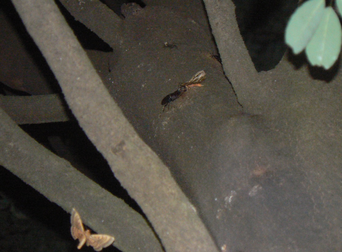 シラカシ_ノコギリクワガタ2_200908日暮れ直後