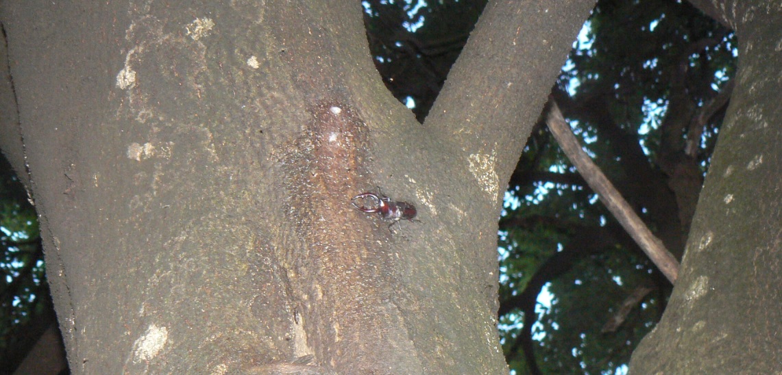 シラカシ_ノコギリクワガタ3_200905