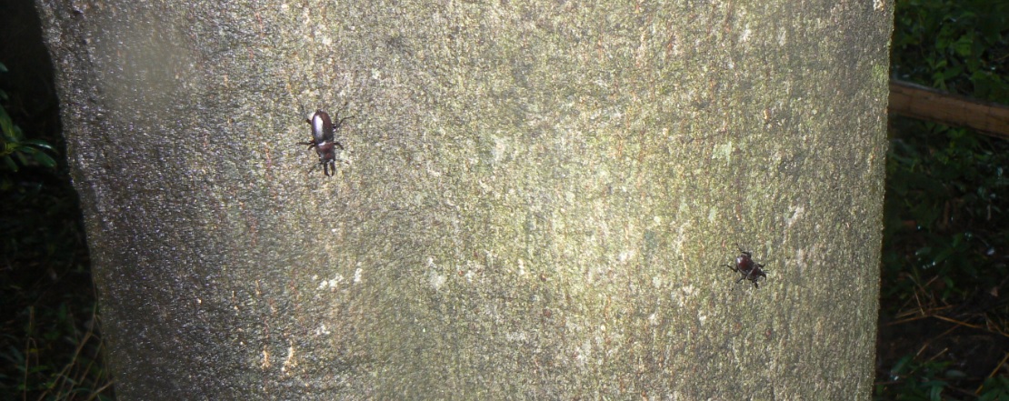 シラカシ_ノコギリクワガタとコクワガタ1_00905