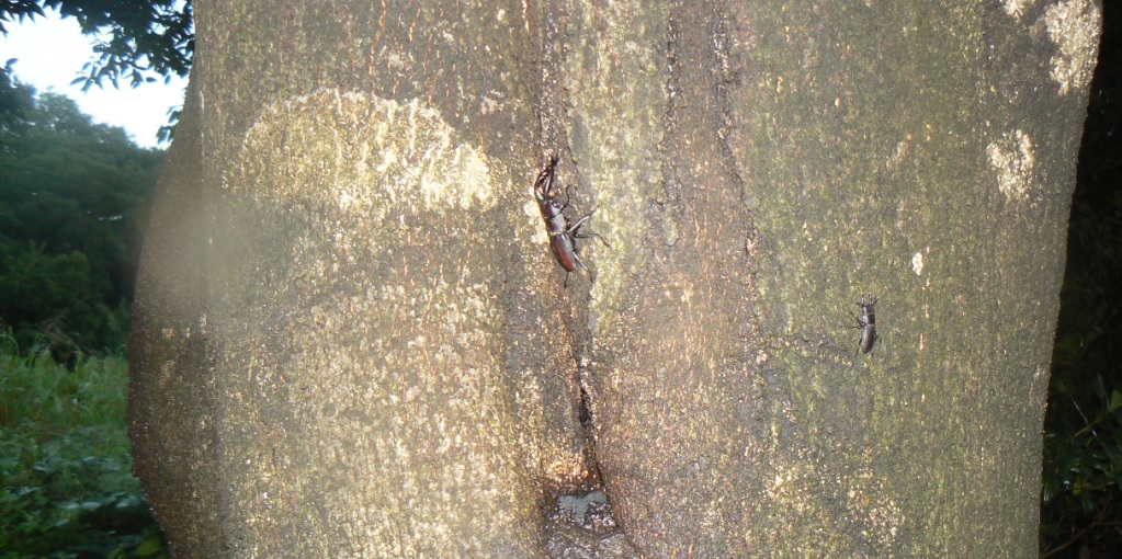 シラカシ_ノコギリクワガタとコクワガタ2_200905