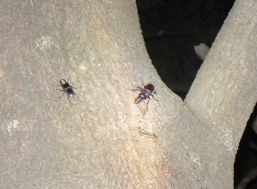 シラカシ_ノコギリクワガタとコクワガタ_200908日暮れ直後