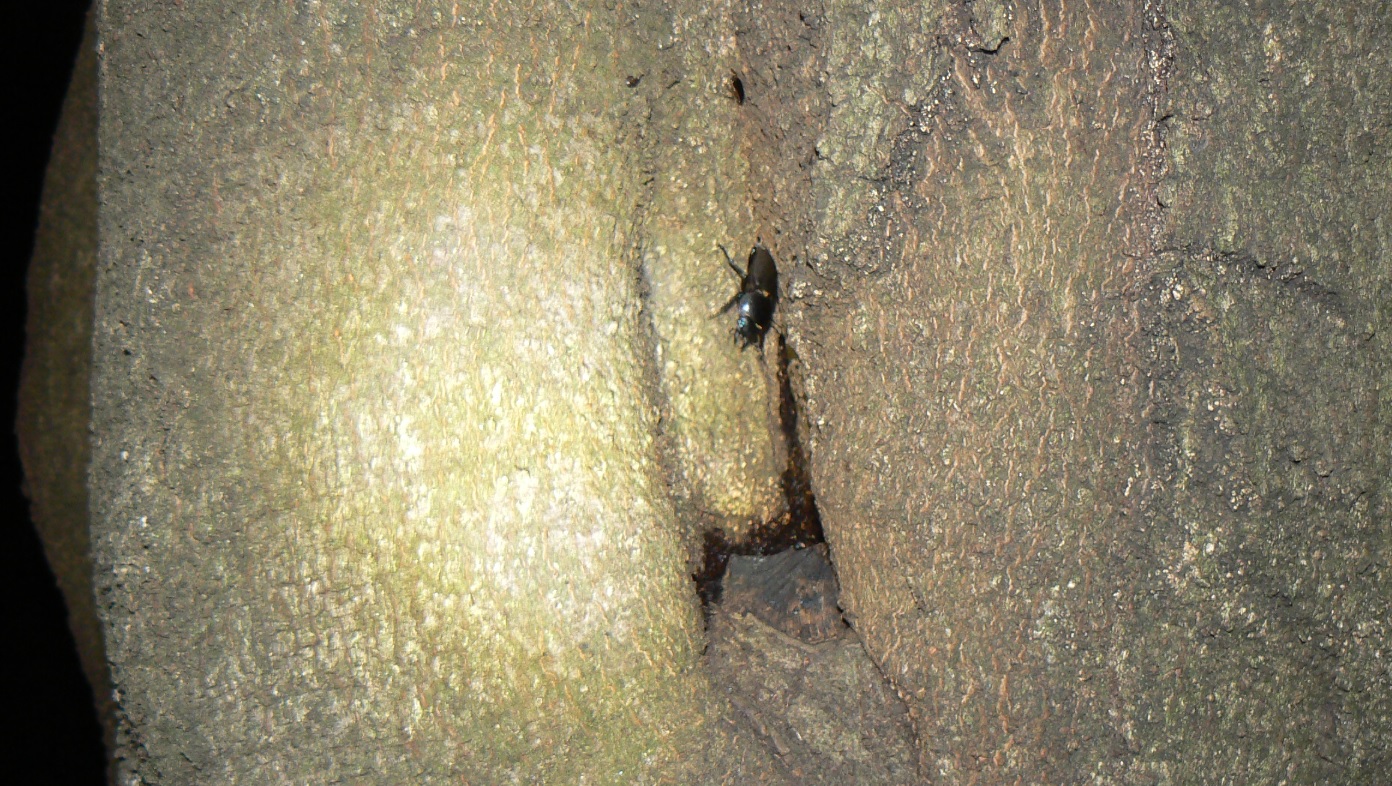 シラカシ_ヒラタクワガタの雌_200917ー19-05