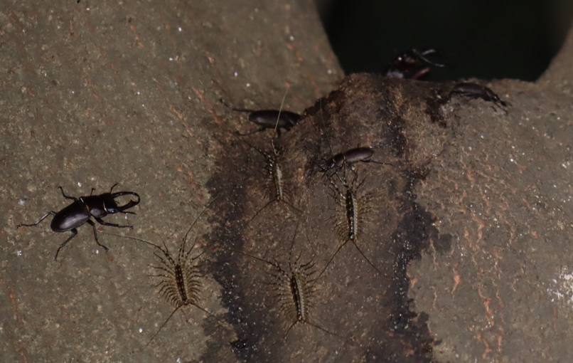 シラカシ_大量に浸み出始めた樹液に群がるコクワガタとノコギリクワガタ、ゲジ_2021年8月28日19時40分頃_気温28度