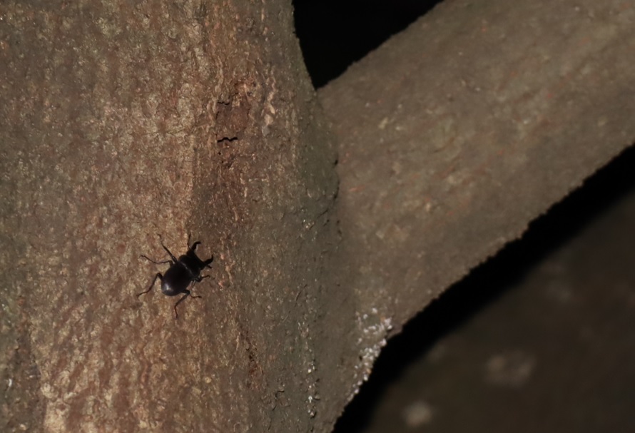 シラカシ_幹を這うコクワガタ♂_2021年10月8日18時45分頃気温26度