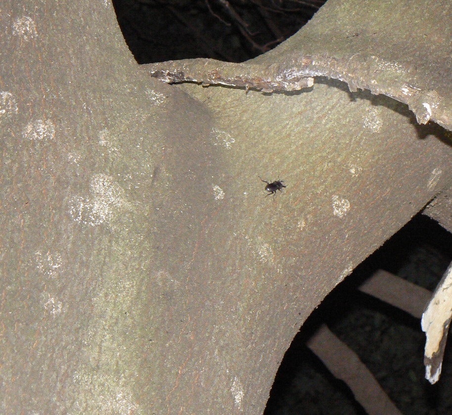 シラカシ_徘徊するコクワガタの雄_2020年10月13日19時