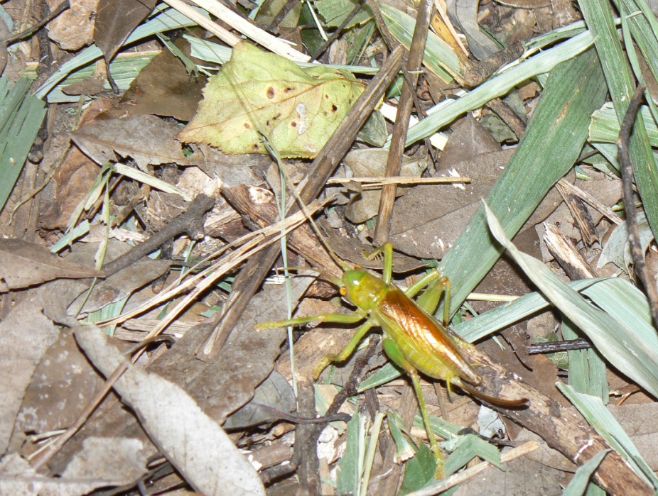 シラカシ_木から落ちてきたコロギスの雌_201003_19-00