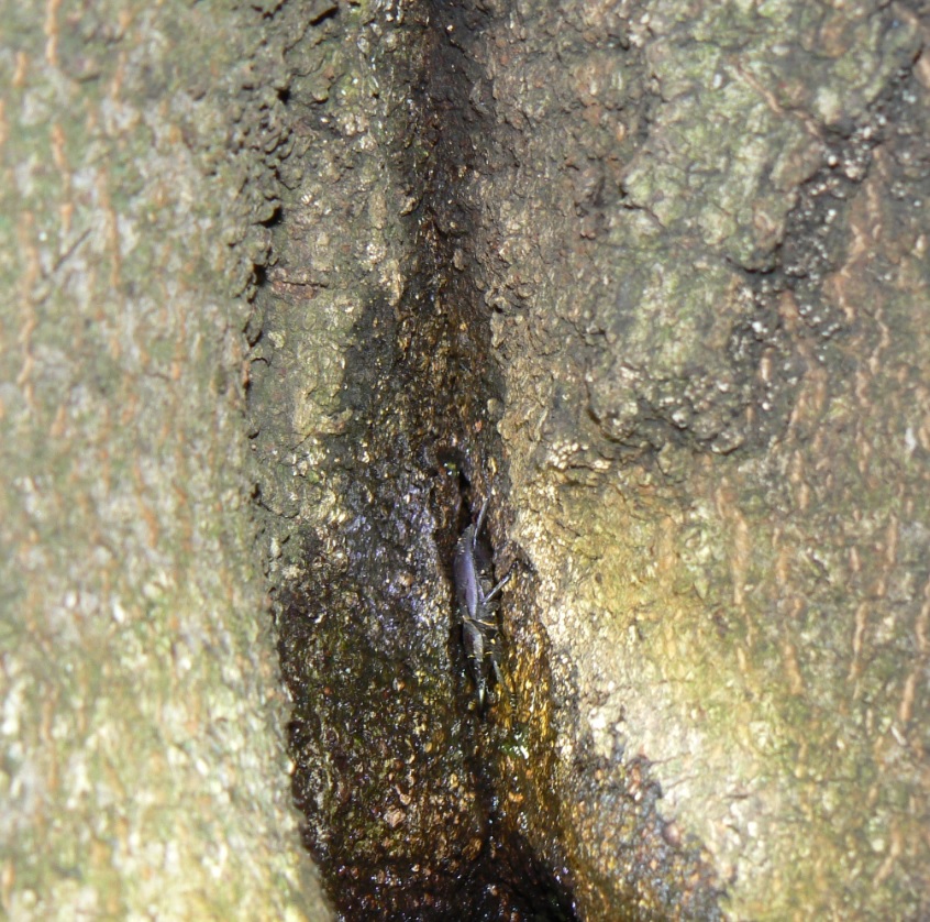 シラカシ_樹洞に潜むコクワガタの雌_2020年10月11日18時5分