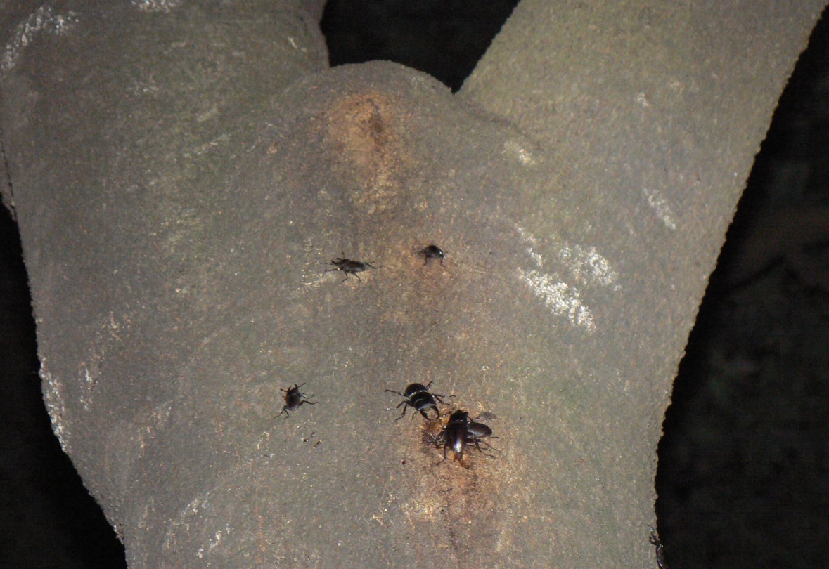 シラカシ_樹液に集まるノコギリクワガタのペアと5匹のコクワガタ_200930_18-15